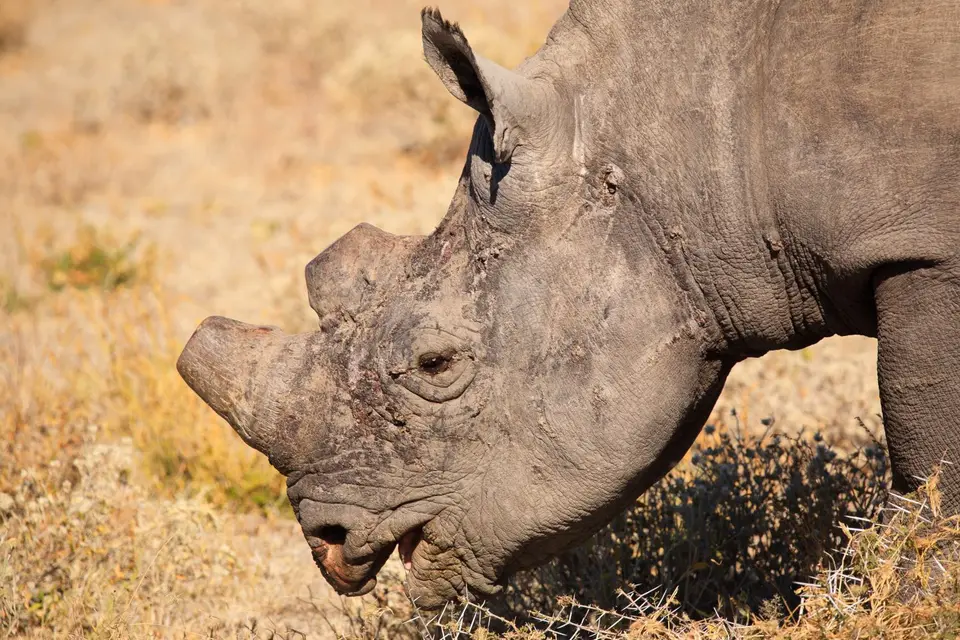 Namibia_Etosha_455.jpg