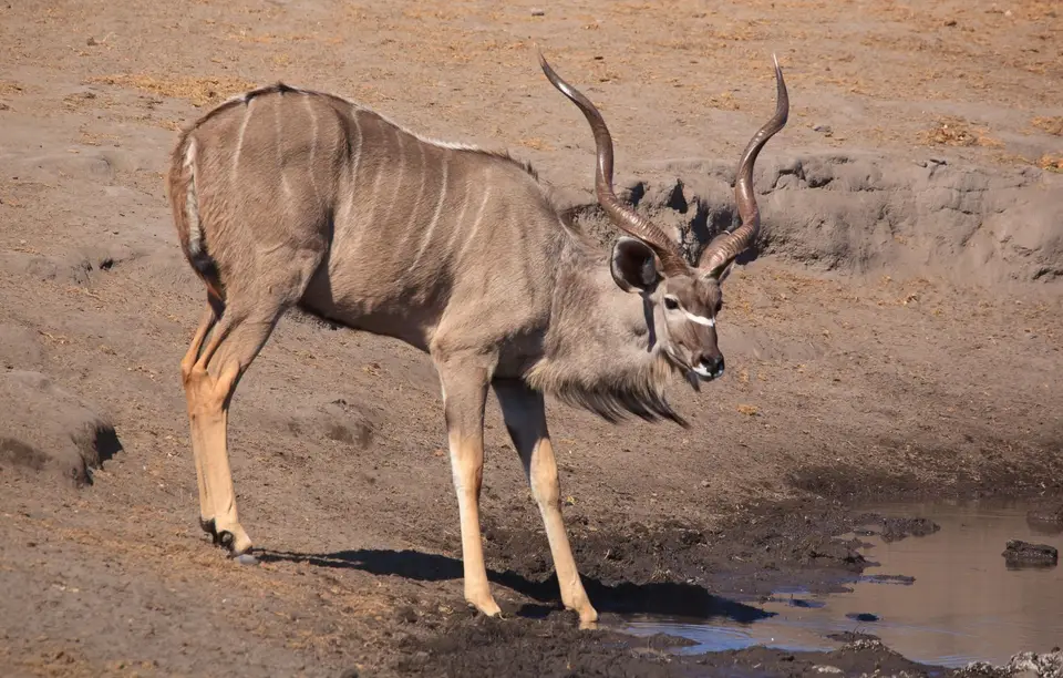 Namibia_Etosha_461.jpg