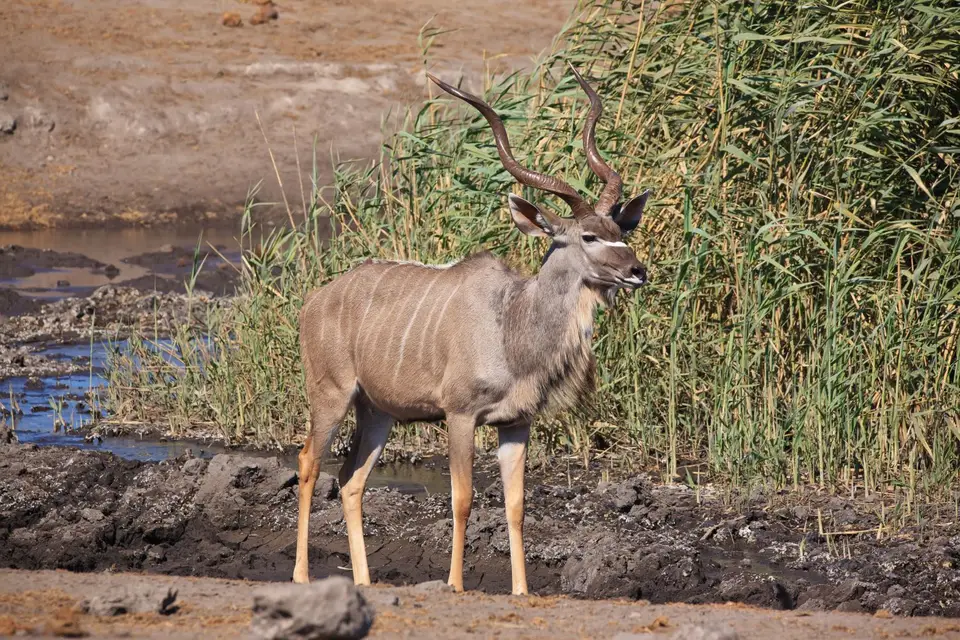 Namibia_Etosha_463.jpg