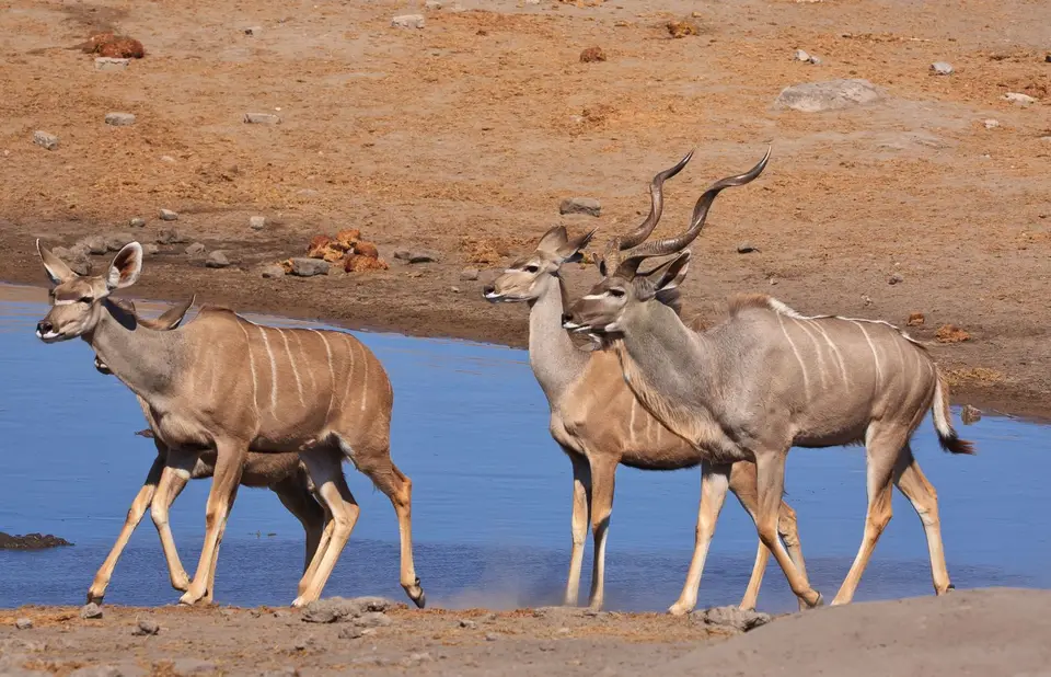 Namibia_Etosha_470.jpg