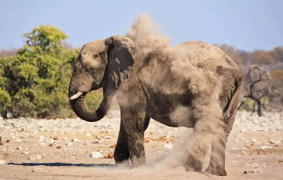 Namibia_Etosha_478.jpg