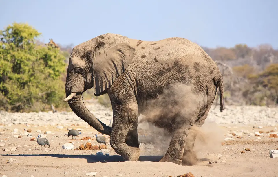 Namibia_Etosha_484.jpg