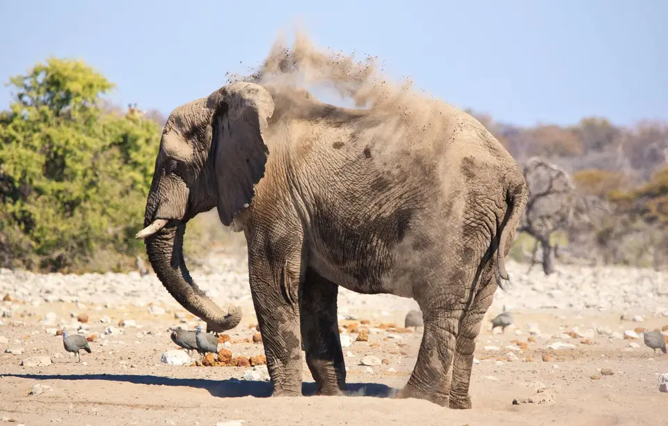 Namibia_Etosha_485.jpg