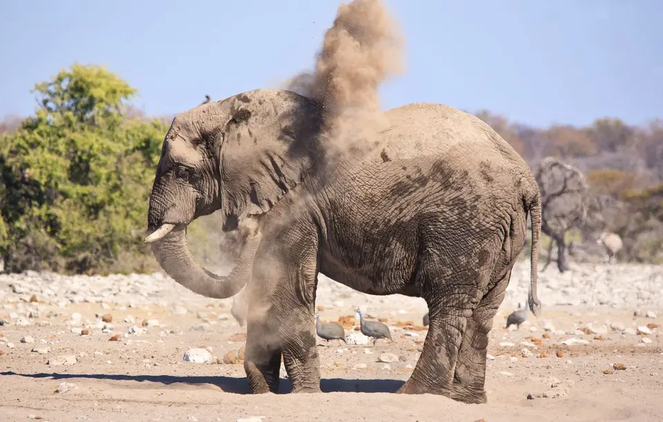 Namibia_Etosha_486.jpg