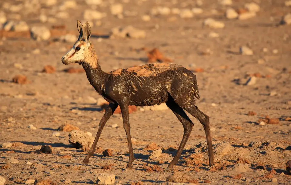 Namibia_Etosha_492.jpg