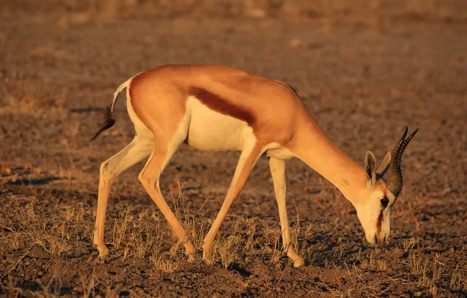 Namibia_Etosha_493.jpg