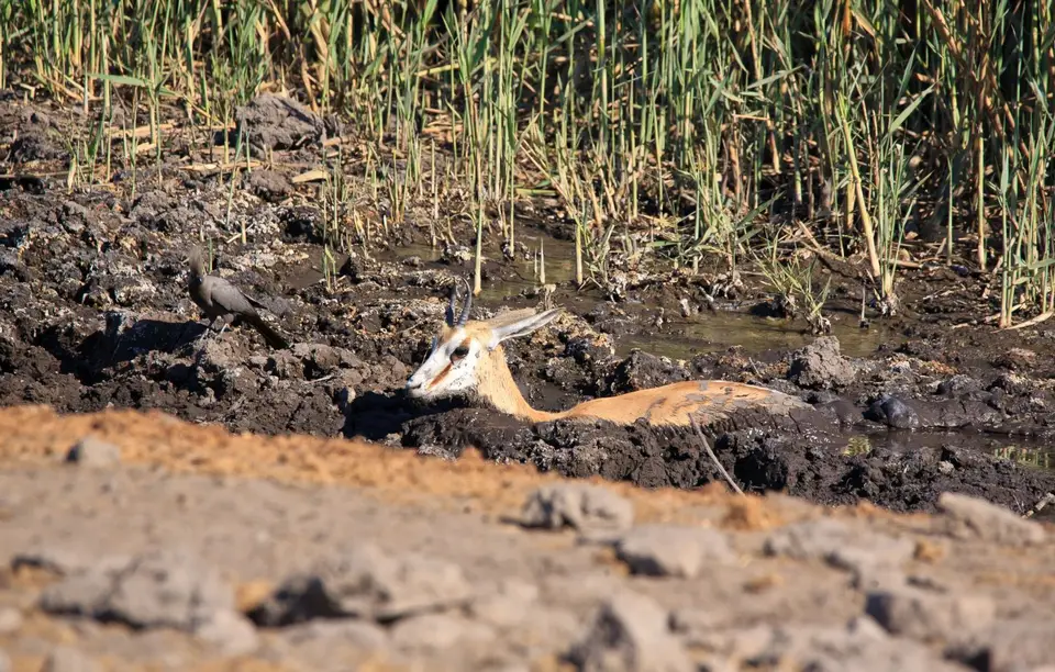 Namibia_Etosha_496.jpg
