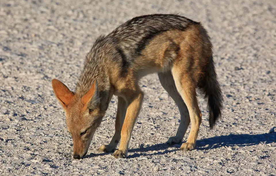 Namibia_Etosha_499.jpg