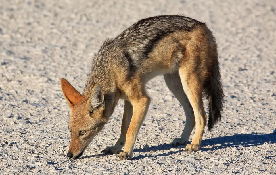 Namibia_Etosha_500.jpg