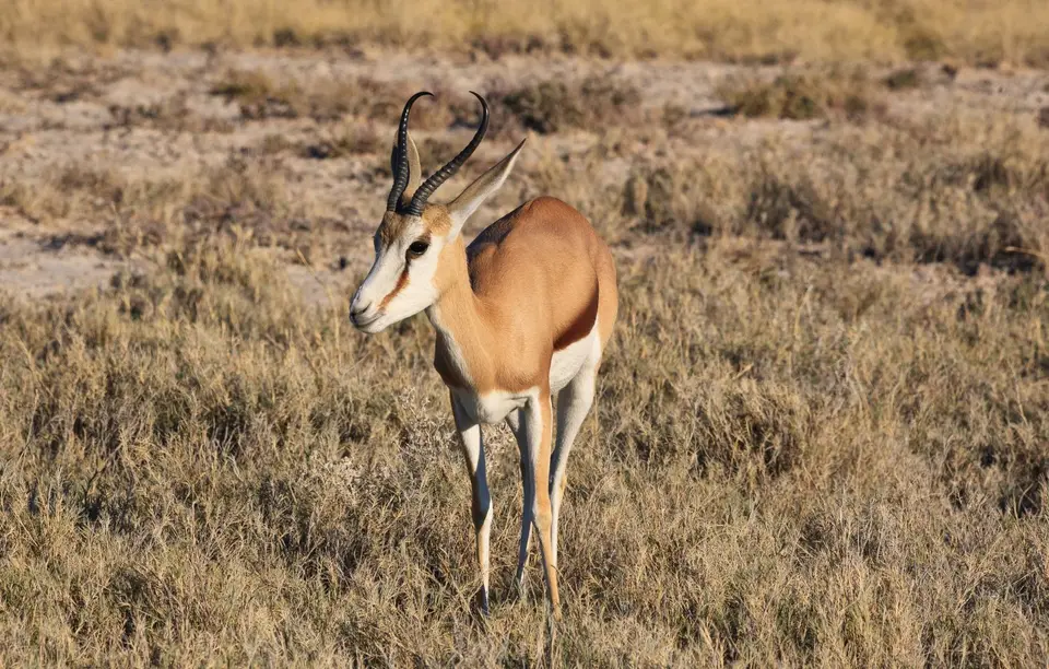 Namibia_Etosha_502.jpg