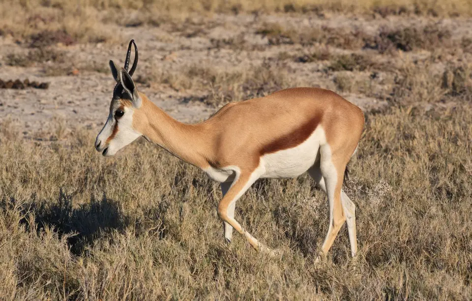Namibia_Etosha_503.jpg
