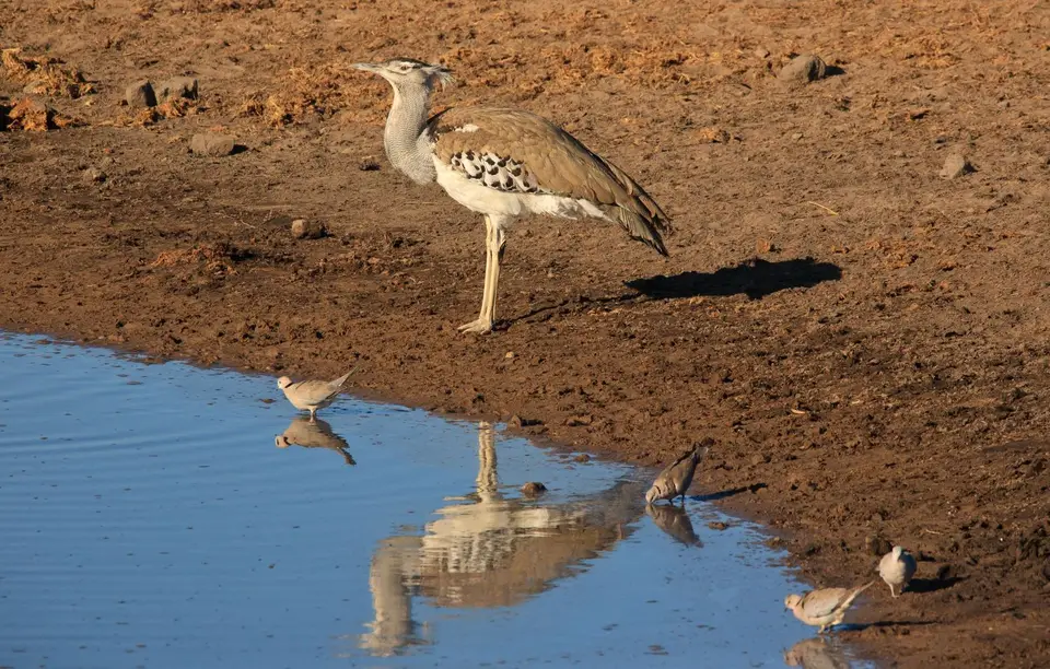 Namibia_Etosha_507.jpg