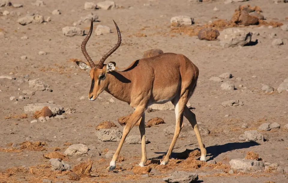 Namibia_Etosha_512.jpg