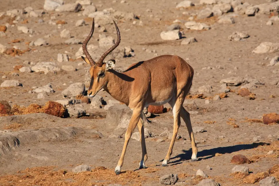 Namibia_Etosha_513.jpg
