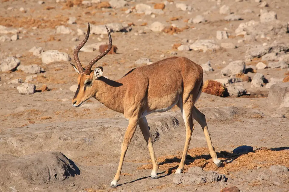 Namibia_Etosha_514.jpg