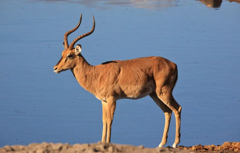 Namibia_Etosha_516.jpg