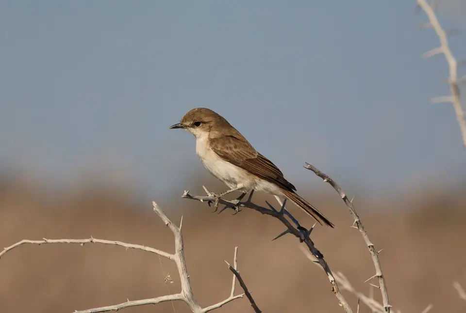 Namibia_Etosha_518.jpg