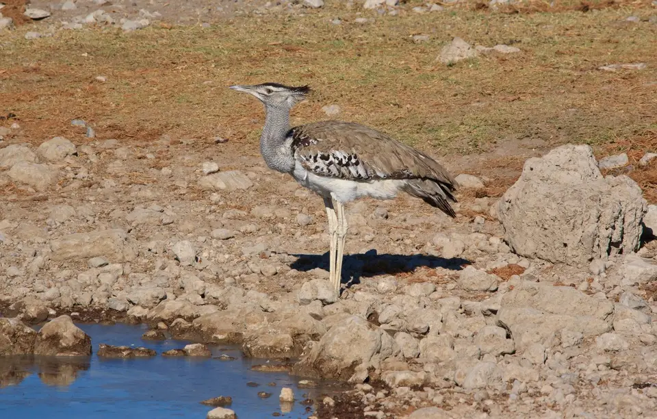 Namibia_Etosha_521.jpg