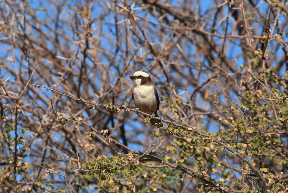 Namibia_Etosha_522.jpg