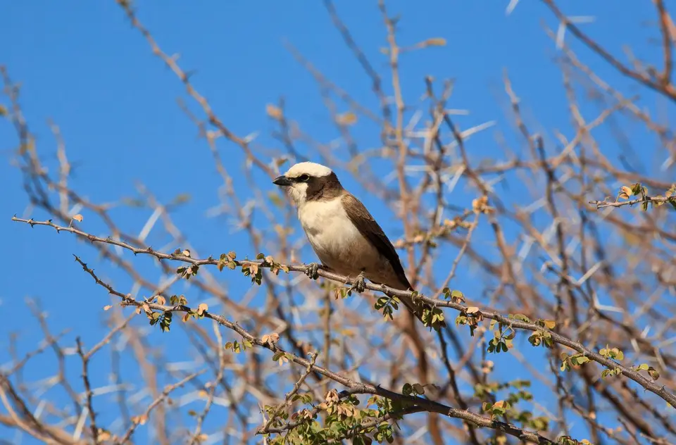 Namibia_Etosha_524.jpg