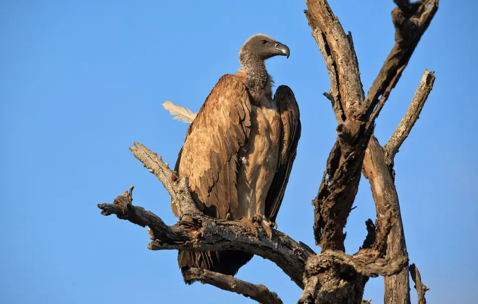 Namibia_Etosha_532.jpg