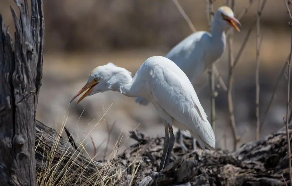 Namibia_Etosha_533.jpg
