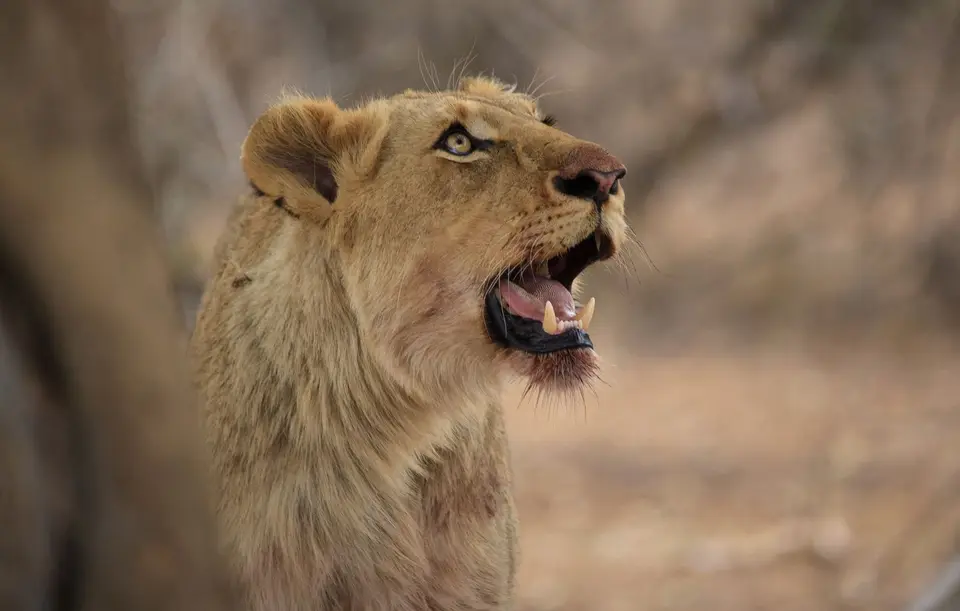 Namibia_Etosha_534.jpg