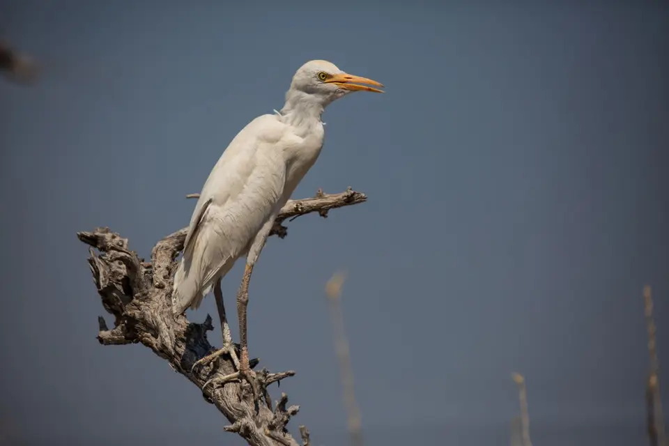 Namibia_Etosha_535.jpg