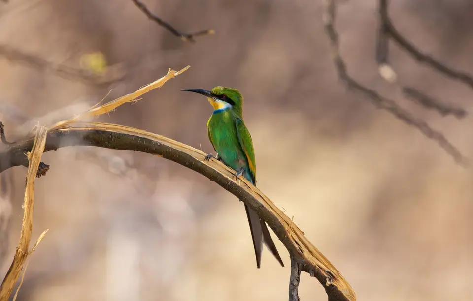 Namibia_Etosha_540.jpg