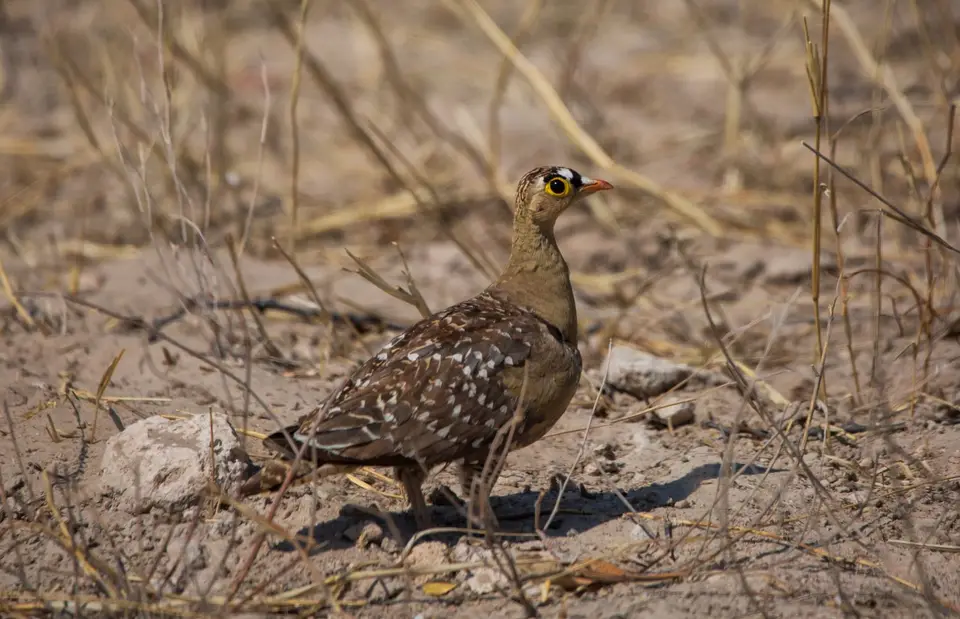 Namibia_Etosha_541.jpg