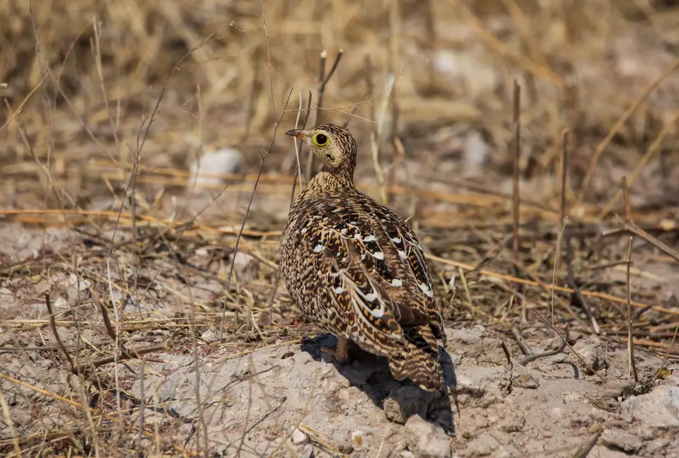 Namibia_Etosha_542.jpg