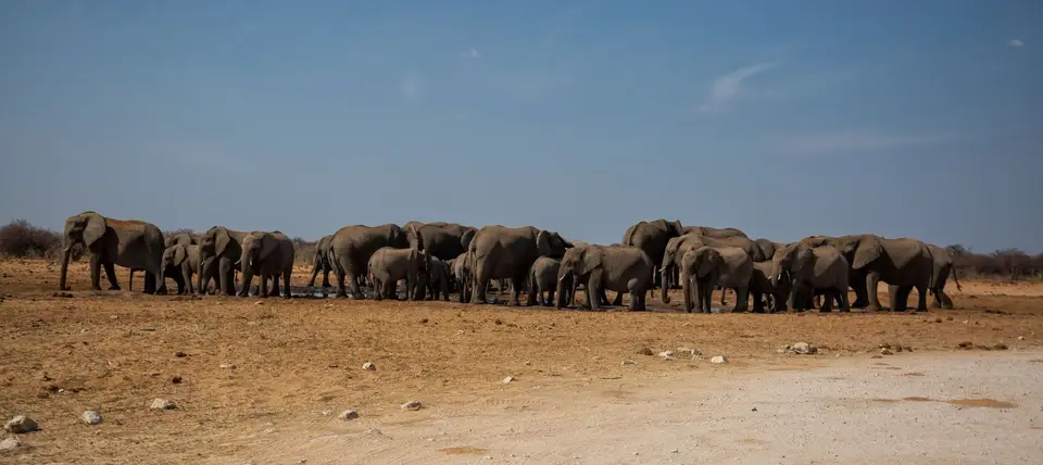 Namibia_Etosha_543.jpg