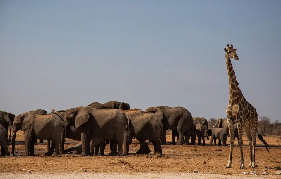 Namibia_Etosha_544.jpg