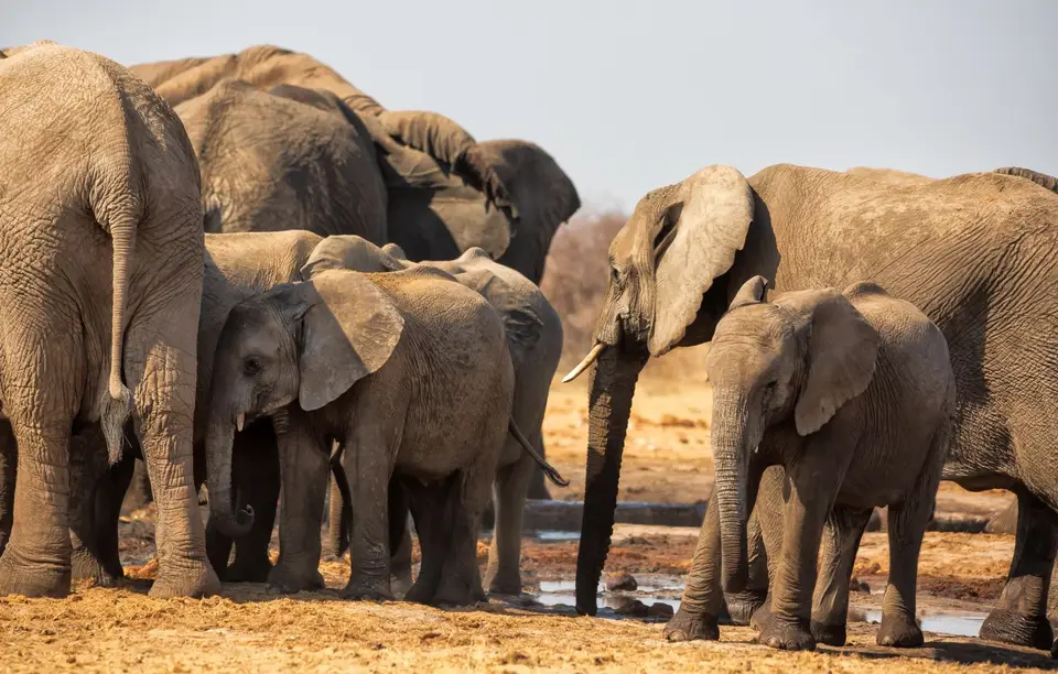 Namibia_Etosha_546.jpg