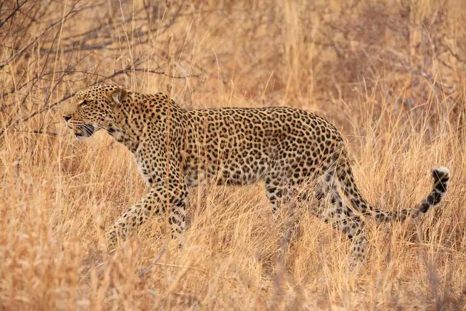 Namibia_Etosha_547.jpg