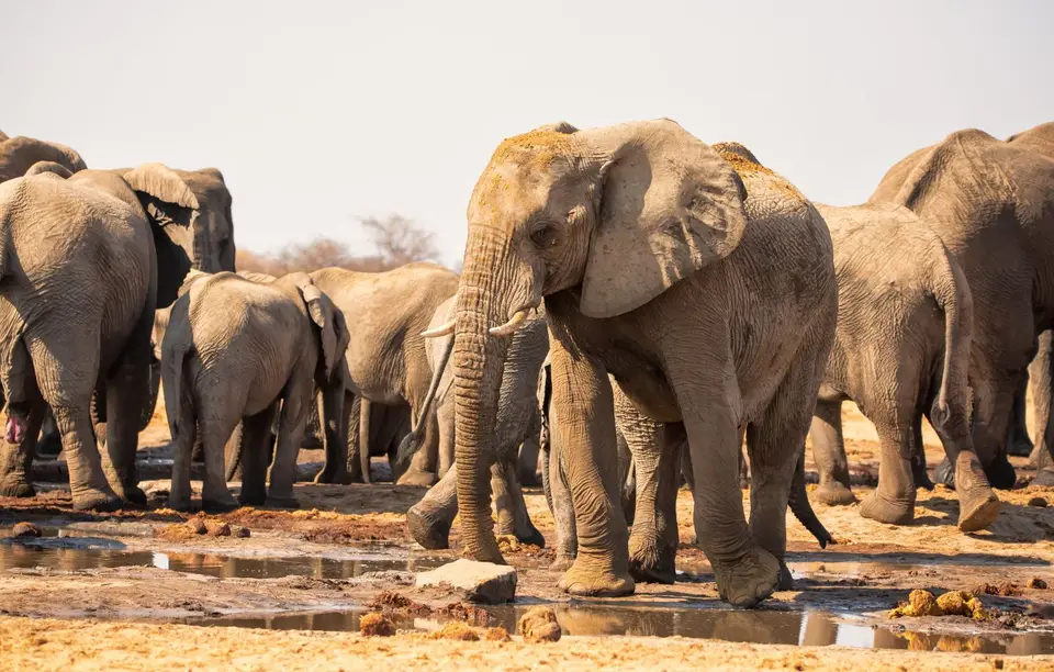 Namibia_Etosha_549.jpg