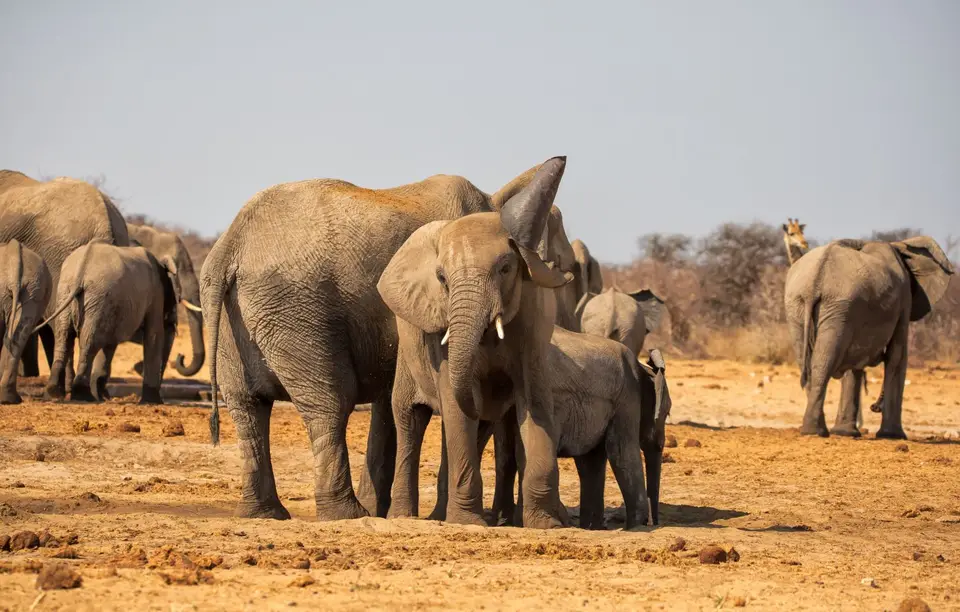 Namibia_Etosha_554.jpg