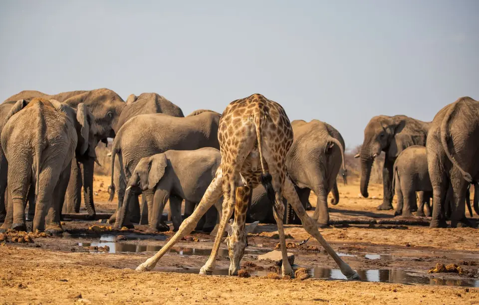 Namibia_Etosha_559.jpg