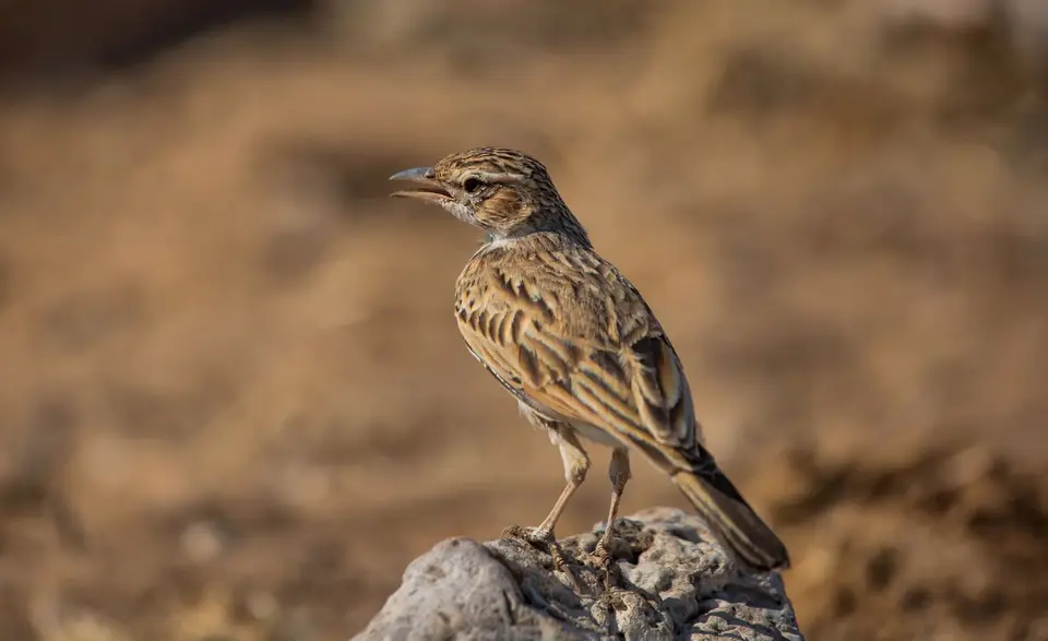 Namibia_Etosha_568.jpg