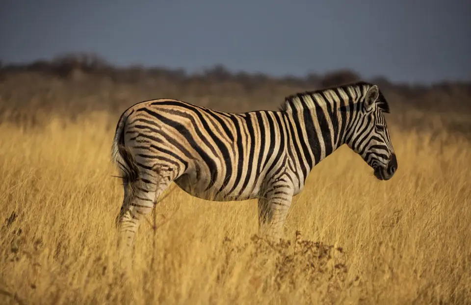 Namibia_Etosha_575.jpg
