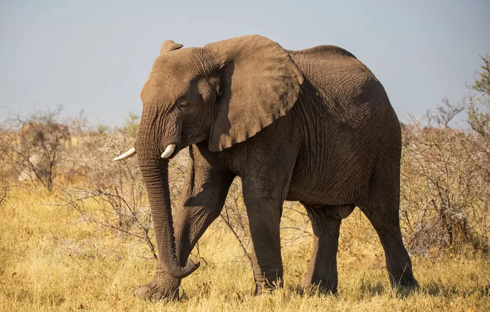 Namibia_Etosha_580.jpg
