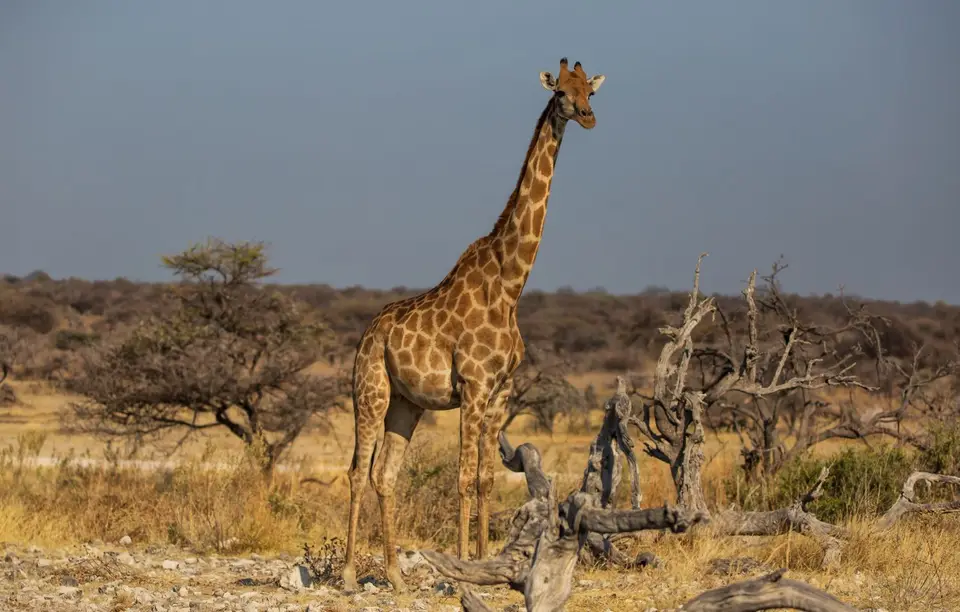 Namibia_Etosha_585.jpg
