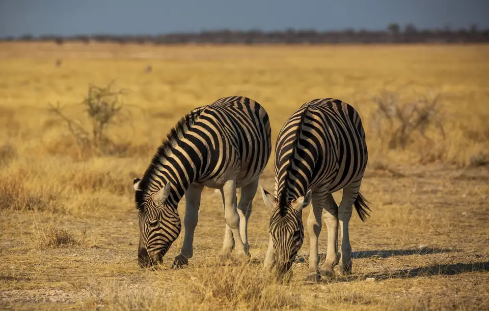 Namibia_Etosha_594.jpg