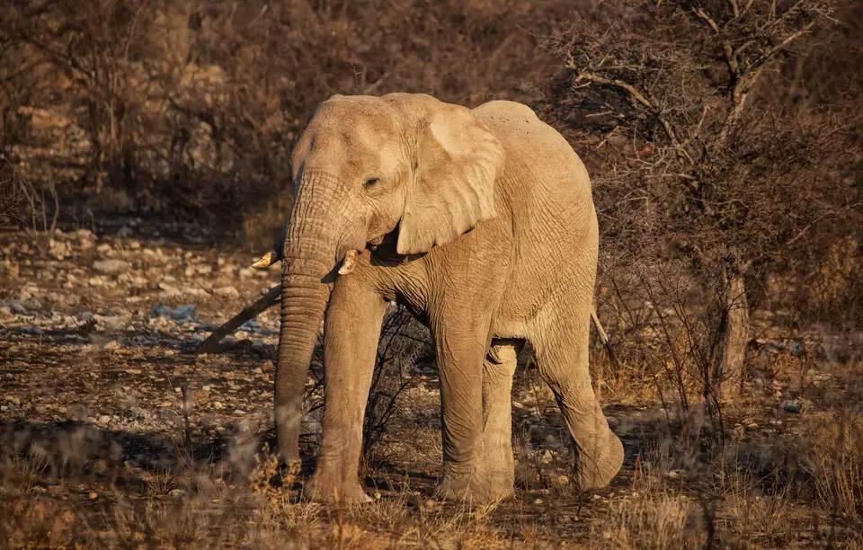 Namibia_Etosha_600.jpg