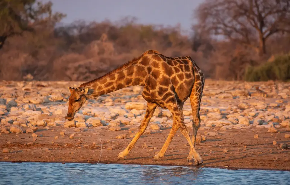 Namibia_Etosha_605.jpg
