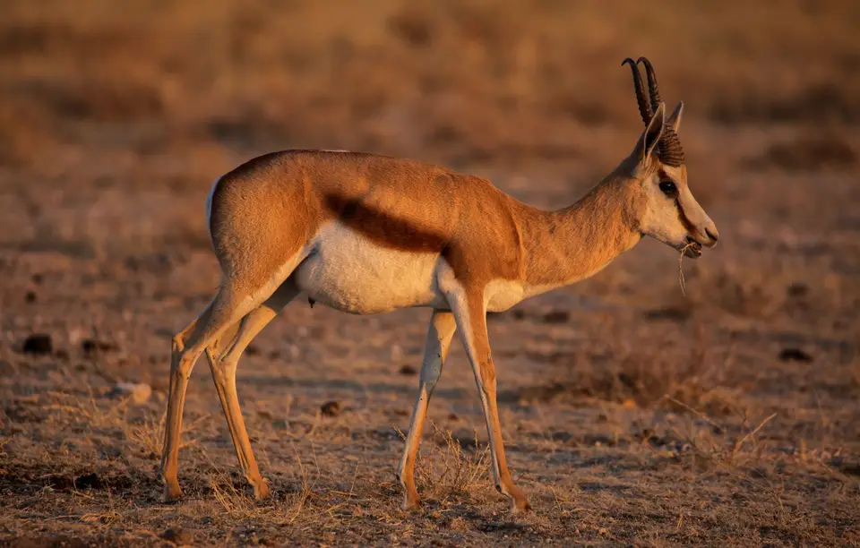 Namibia_Etosha_608.jpg