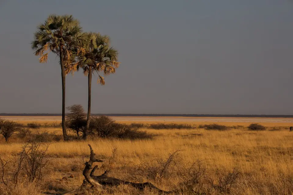 Namibia_Etosha_614.jpg