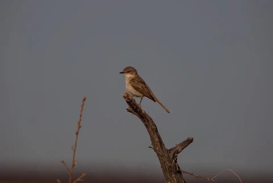 Namibia_Etosha_616.jpg