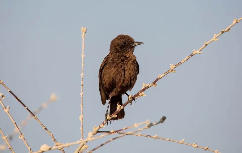 Namibia_Etosha_618.jpg