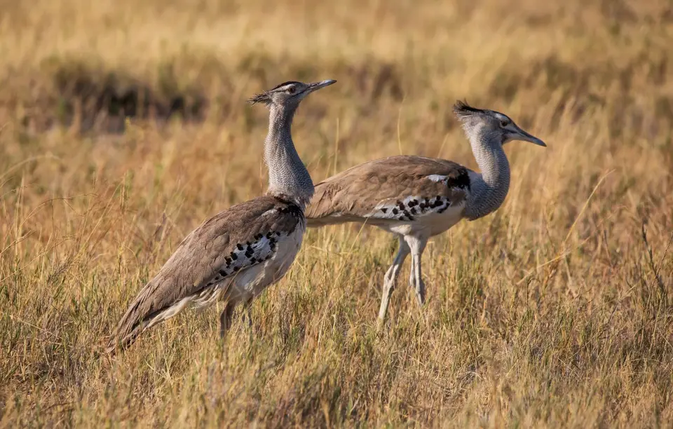 Namibia_Etosha_620.jpg